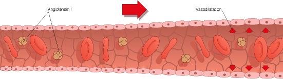 Drugs &  Vasodilatation