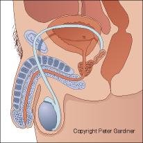 Male Reproductive System